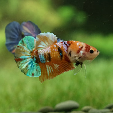 Multicolor/Galaxy Koi Plakat -15 weeks Old