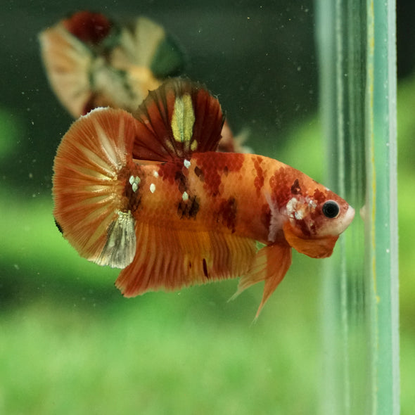 Copper/Gold Galaxy Koi Plakat - 12Weeks Old