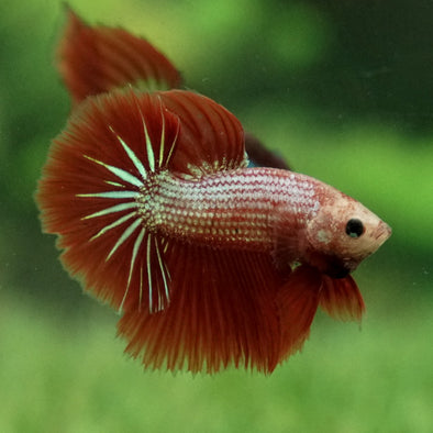 Halfmoon - 10 weeks old