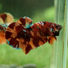 Giant Hybrid Multicolor/Galaxy Koi-15 weeks Old