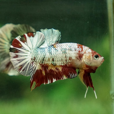 Multicolor/Galaxy Koi Plakat -12 weeks Old