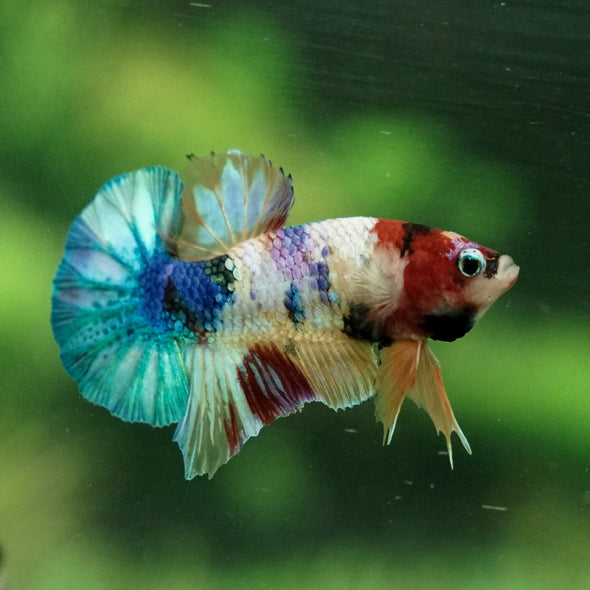 Multicolor/Galaxy Koi Plakat -11 weeks Old