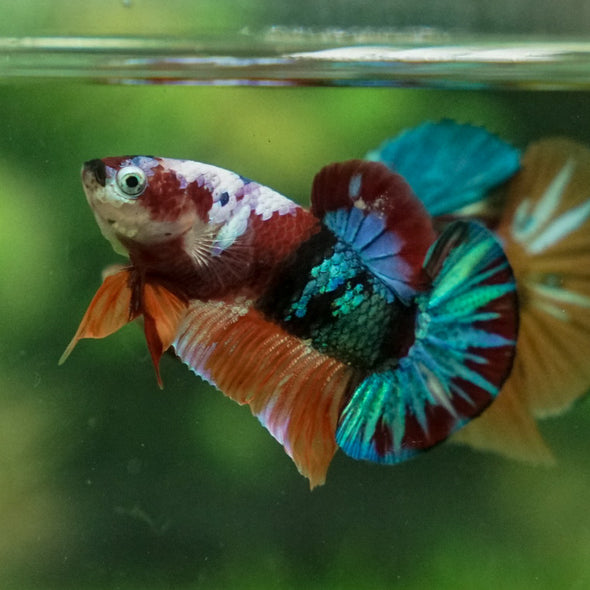 Multicolor/Galaxy Koi Plakat -11 weeks Old