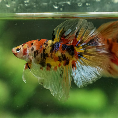 Galaxy Koi Halfmoon - 12 weeks old