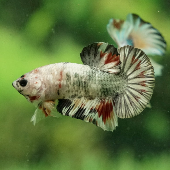 Multicolor/Galaxy Koi Plakat -11 weeks Old