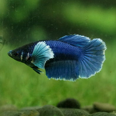 Dumbo Halfmoon - Female