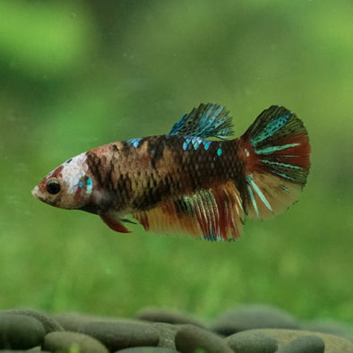 Multicolor Galaxy Halfmoon- Female