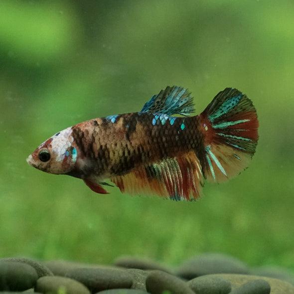 Multicolor Galaxy Halfmoon- Female