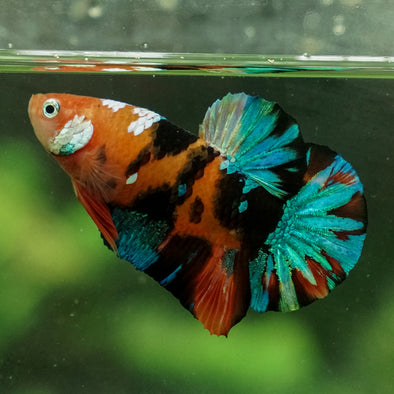 Multicolor/Galaxy Koi Plakat -14 weeks Old