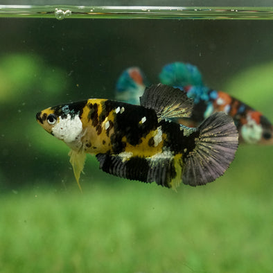 Multicolor/galaxy Koi Plakat- Female