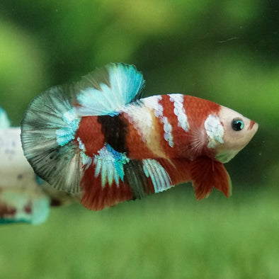 Multicolor/Galaxy Koi Plakat -11 weeks Old