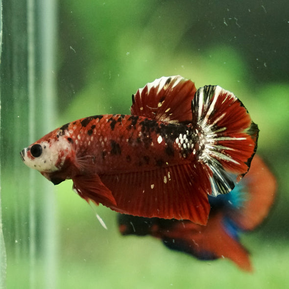 Copper/Gold Galaxy Koi Plakat - 11 Weeks Old