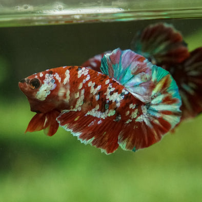 Multicolor/Galaxy Koi Plakat -14 weeks Old