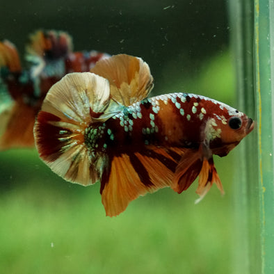 Copper/Gold Galaxy Koi Plakat - 13Weeks Old