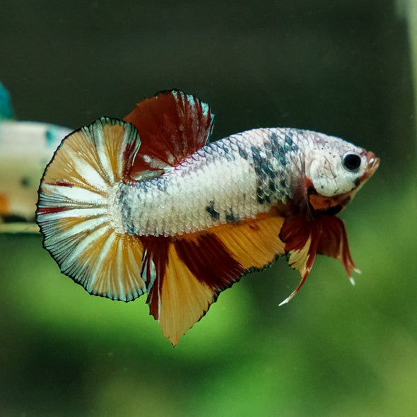 Multicolor/Galaxy Koi Plakat -12 weeks Old