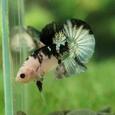 Multicolor/Galaxy Koi Plakat -11 weeks Old