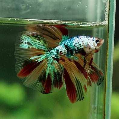 Galaxy Koi Halfmoon - 12 weeks old