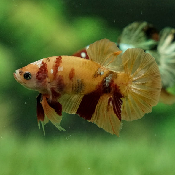 Multicolor/Galaxy Koi Plakat -12 weeks Old