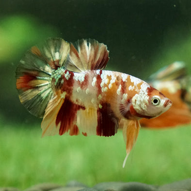 Copper/Gold Galaxy Koi Plakat - 9 Weeks Old