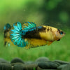 Yellow Fancy Plakat 13 Week Old- Female