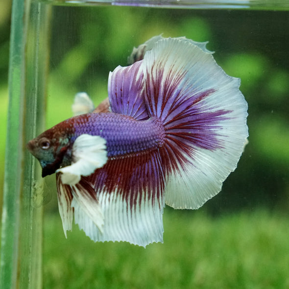 Dumbo Halfmoon - 14 weeks old