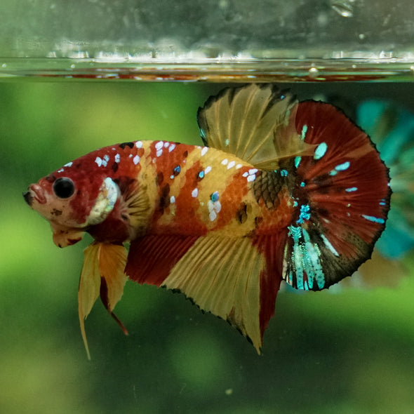 Multicolor/Galaxy Koi Plakat -15 weeks Old