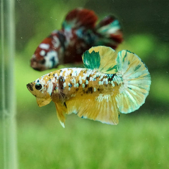 Multicolor/Galaxy Koi Plakat -14 weeks Old