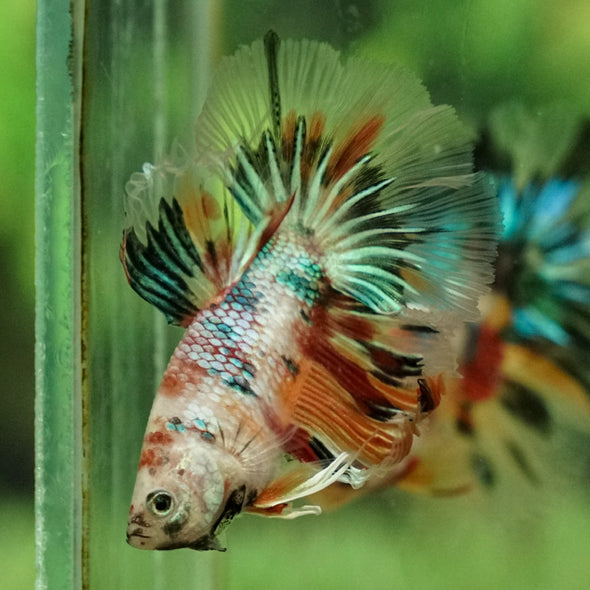 Galaxy Koi Halfmoon - 12 weeks old