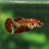 Multicolor/ Galaxy Koi Plakat- Female- 16 Weeks Old