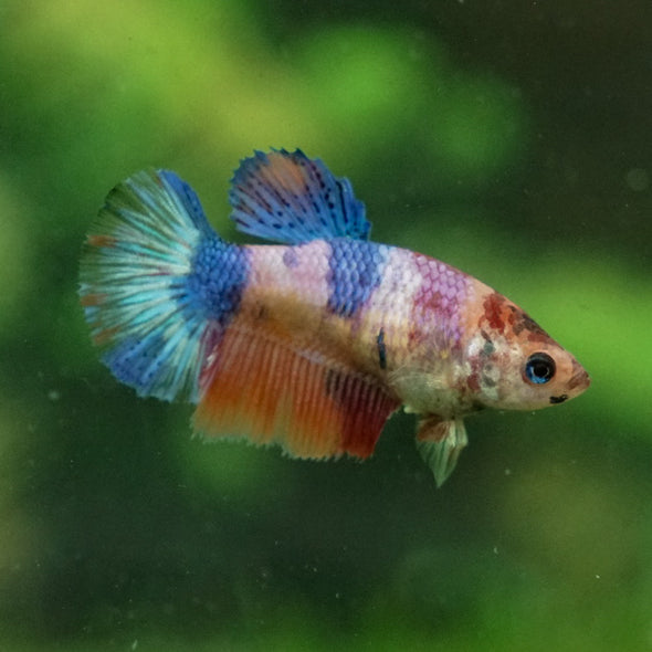 Multicolor Galaxy Halfmoon- Female