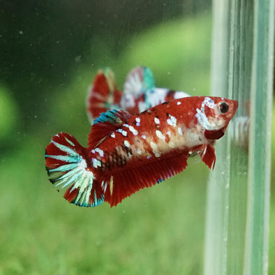 Multicolor/galaxy Koi Plakat- Female