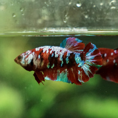 Multicolor/galaxy Koi Plakat- Female