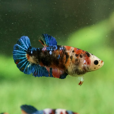 Galaxy Koi Plakat- Female