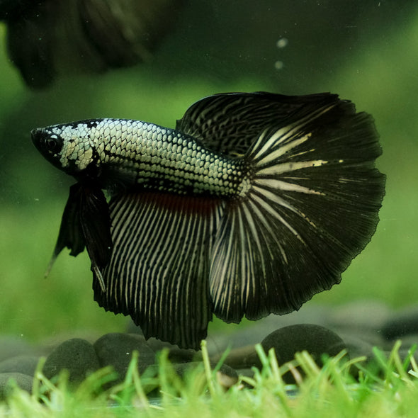 Halfmoon - 11 weeks old