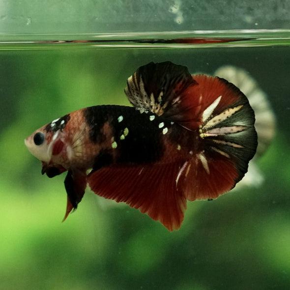 Multicolor/Galaxy Koi Plakat -11 weeks Old