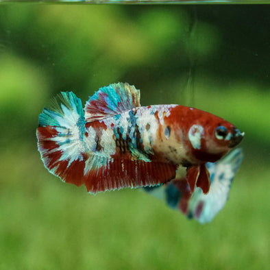 Multicolor/galaxy Koi Plakat- Female