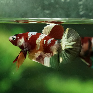 Multicolor/Galaxy Koi Plakat -11 weeks Old