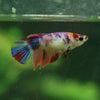 Multicolor Galaxy Halfmoon- Female