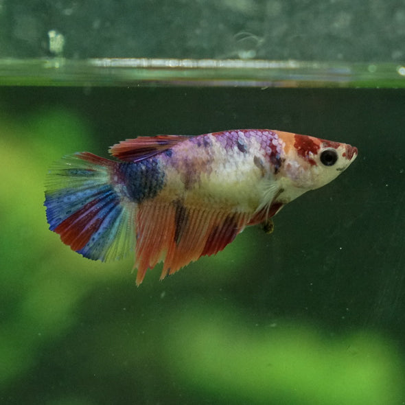 Multicolor Galaxy Halfmoon- Female