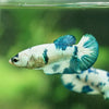 Blue/Green Dalmatian Plakat- Female