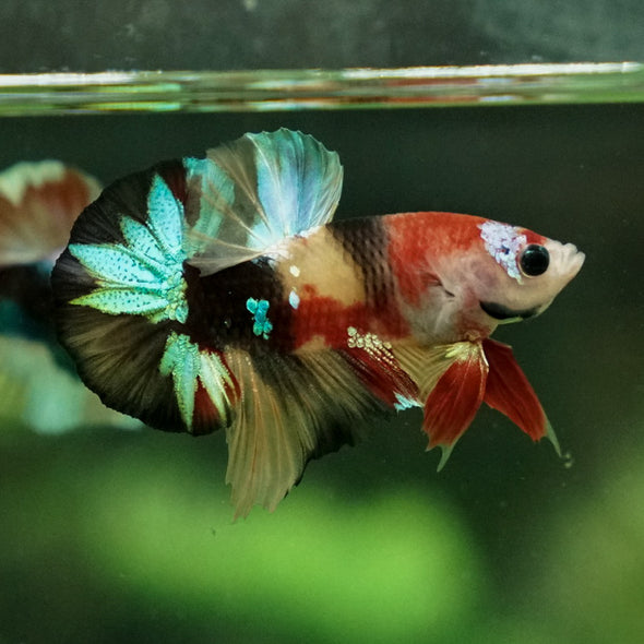 Multicolor/Galaxy Koi Plakat -11 weeks Old