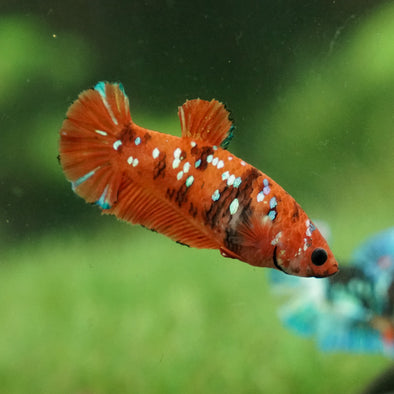 Multicolor/galaxy Koi Plakat- Female