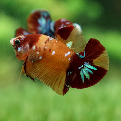 Multicolor/Galaxy Koi Plakat -15 weeks Old