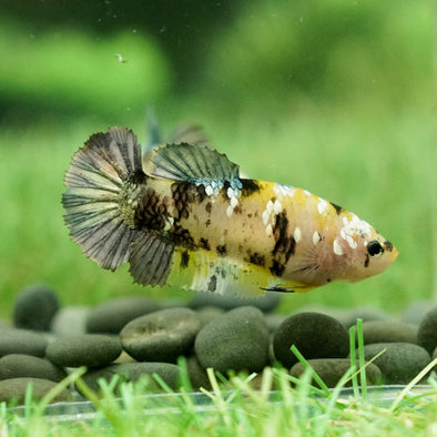 Galaxy Koi Plakat- Female