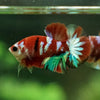 Multicolor/Galaxy Koi Plakat -11 weeks Old