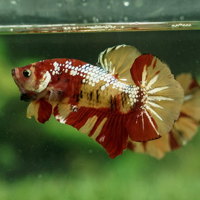 Giant Multicolor/ Galaxy Koi-15 weeks Old