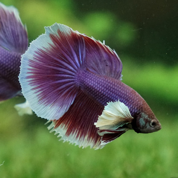 Dumbo Halfmoon - 12 weeks old