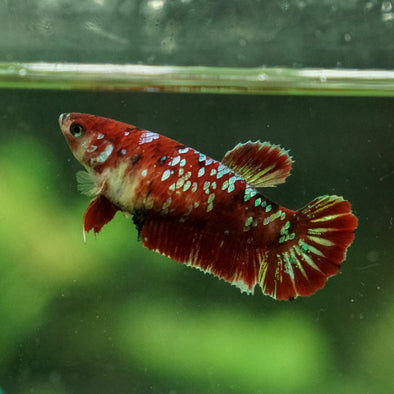 Multicolor/galaxy Koi Plakat- Female