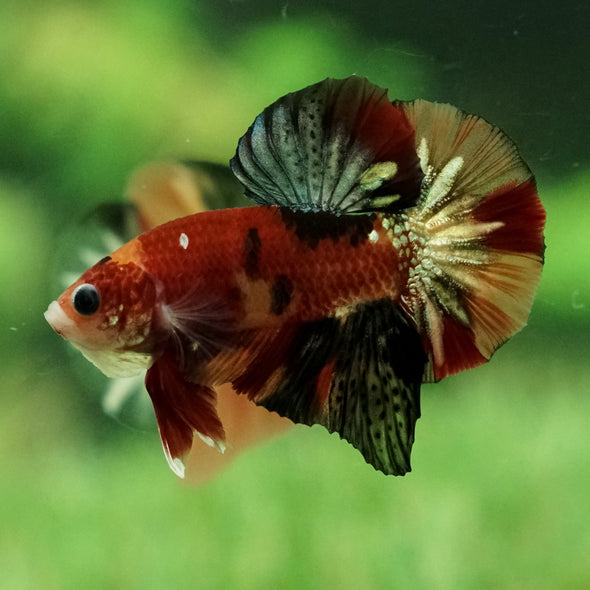 Copper/Gold Galaxy Koi Plakat - 12Weeks Old