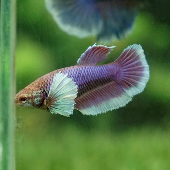 Dumbo Halfmoon - Female